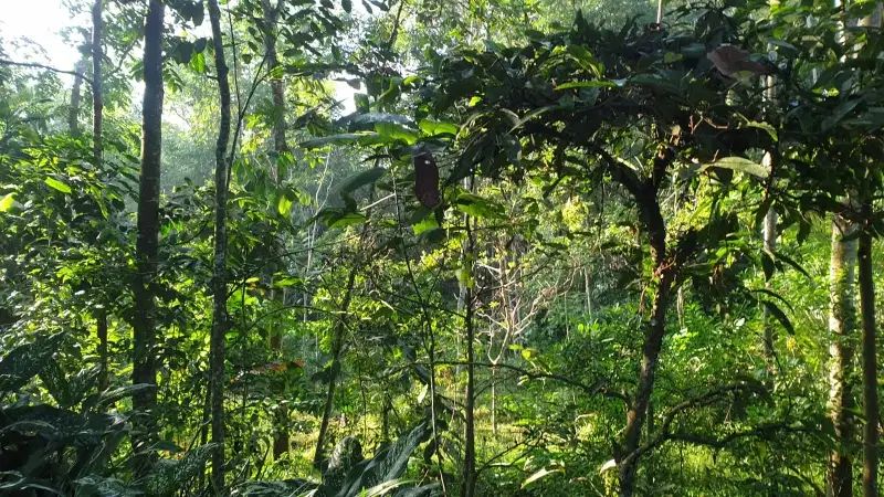 Tanah SHM Pekarangan di Pakem cocok rumah tinggal dekat FASUM