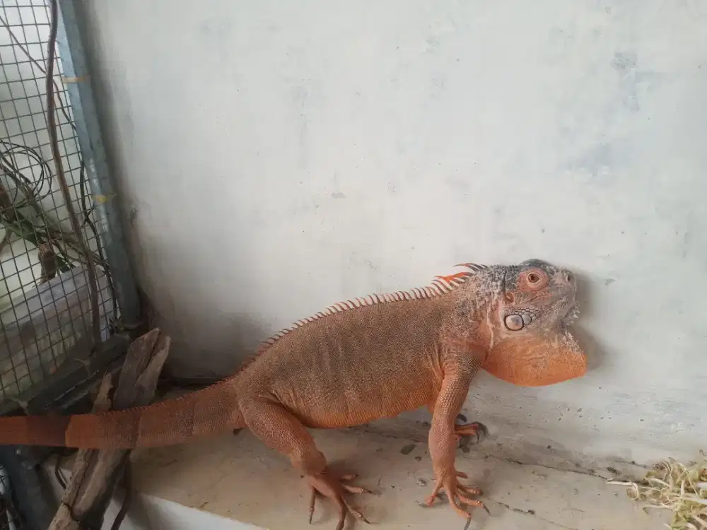 Iguana Jantan usia 3 tahun