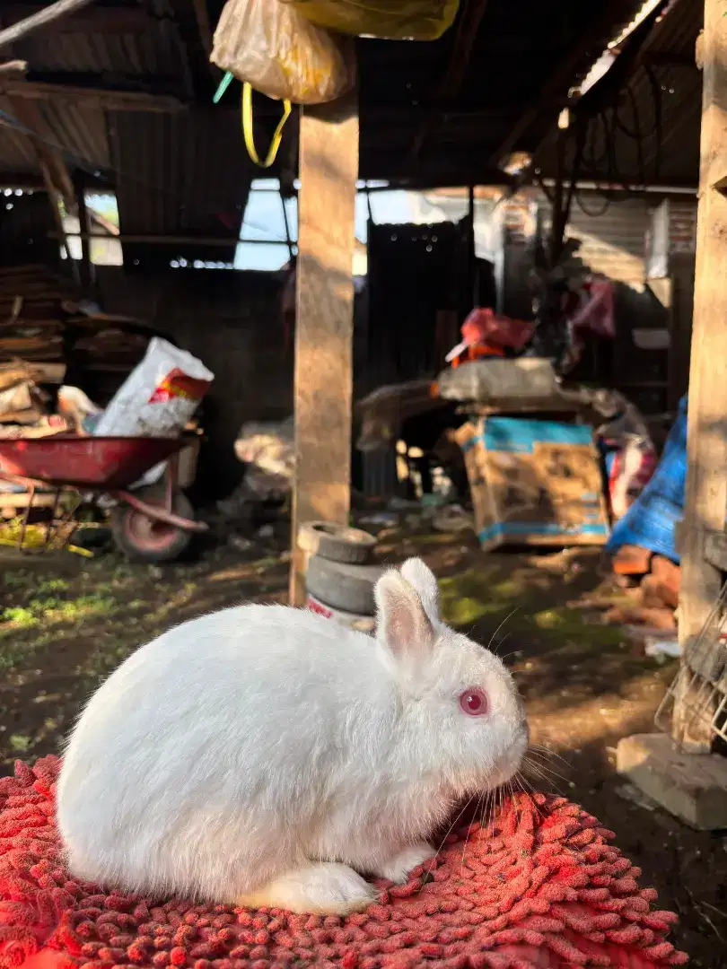KELINCI NETHERLAND DWARF