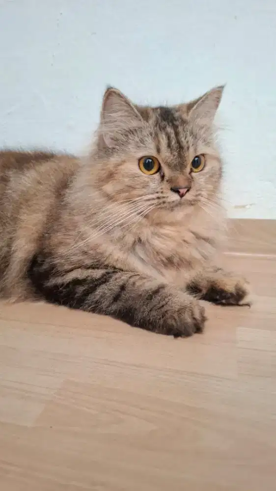 Adopsi kucing maine coon mix norwegian