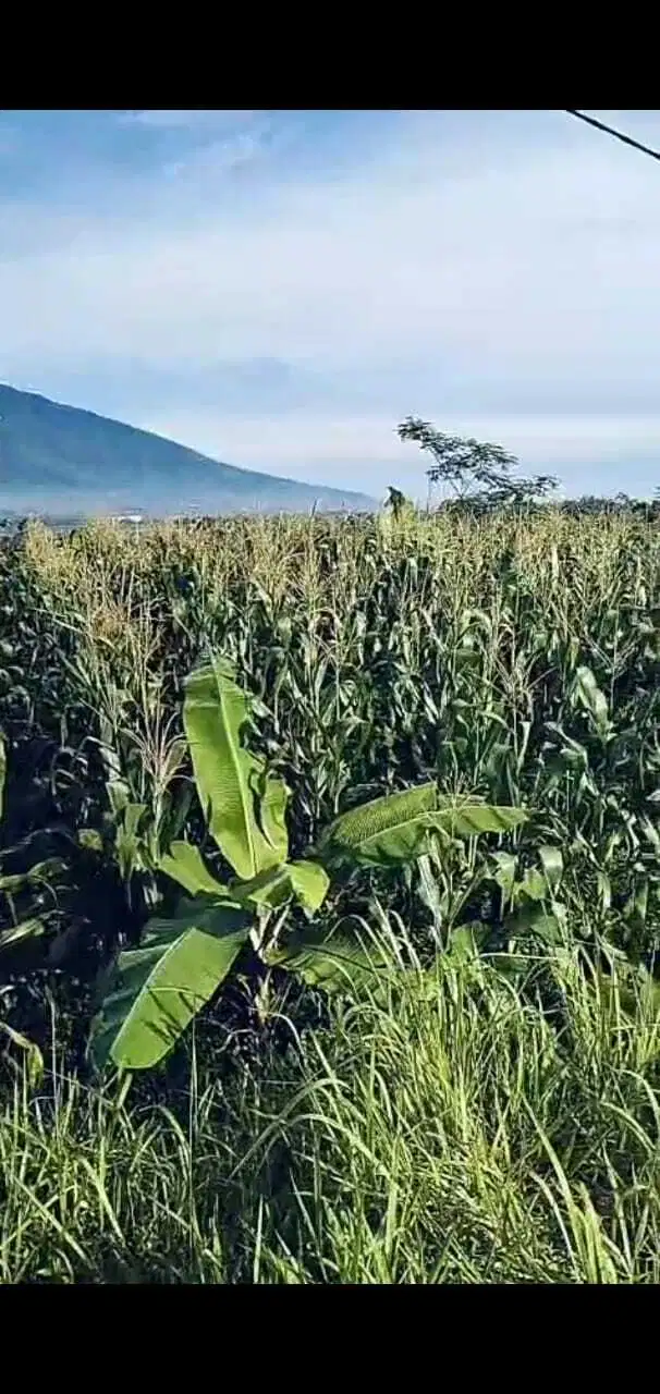 di jual lahan kebun view gunung di ambarjaya ciambar sukabumi