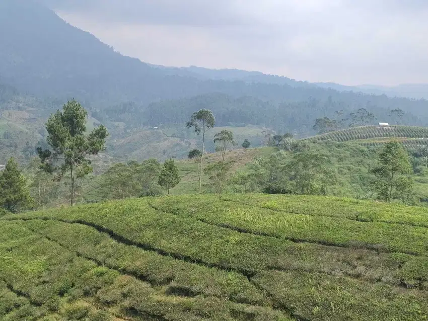 Tanah Kebun Teh Ciwidey Bandung