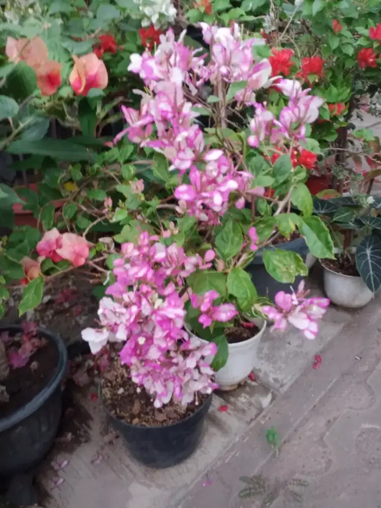 Bunga Bugenvil Bougenville Bidadari, Subur Rimbun, Tanaman Hias dll