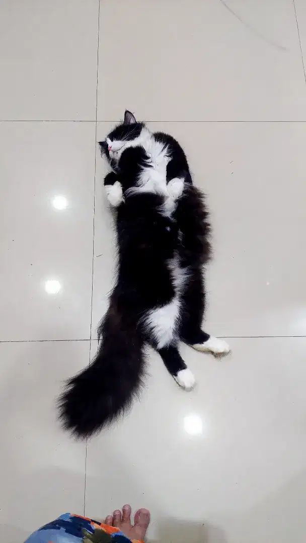 KUCING PERSIA BIGBONE NEGO