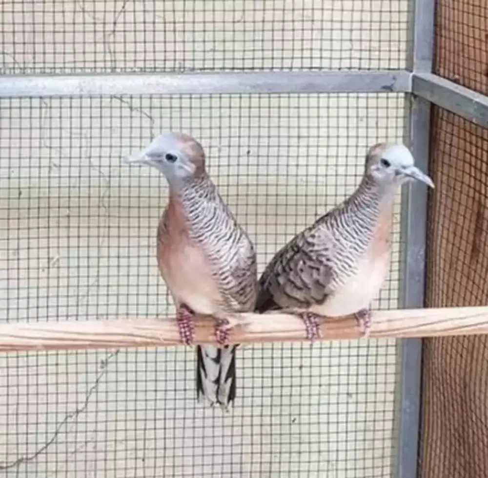 Perkutut Bangkok Sepasang