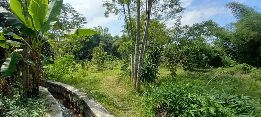 JUAL MURAH TANAH SAWAH GLAGAH OMBO TALUN BLITAR