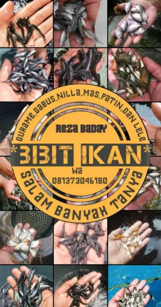 Bibit ikan siap antar