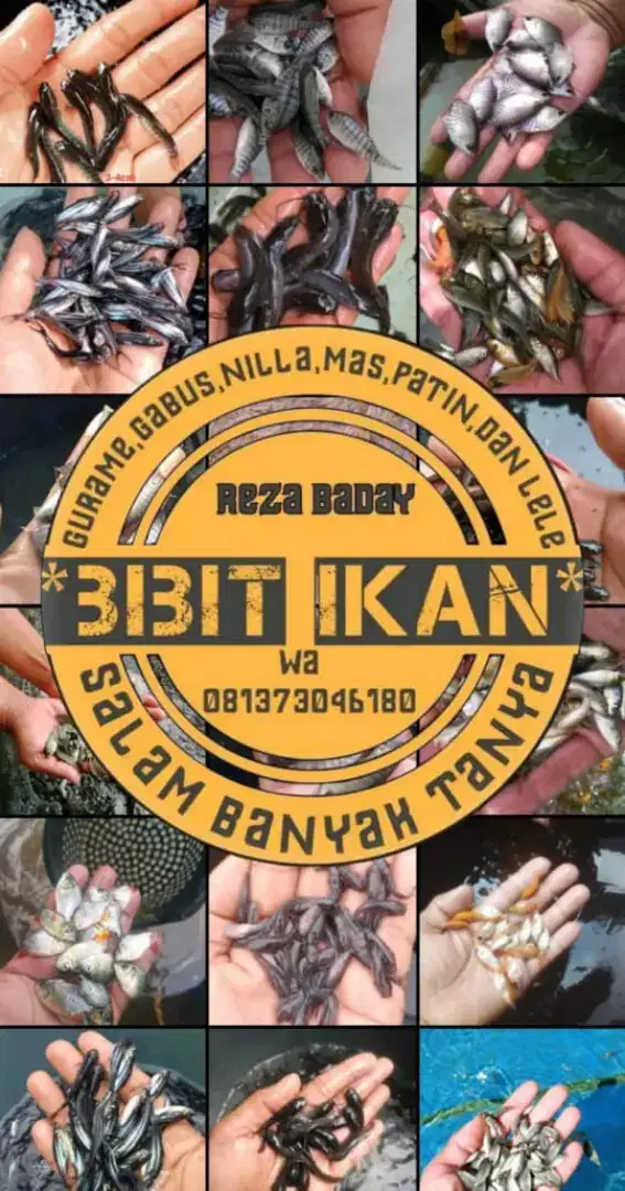 BIBIT IKAN SIAP cod