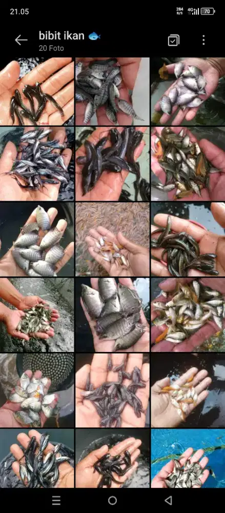 Bibit lele budidaya siap antar