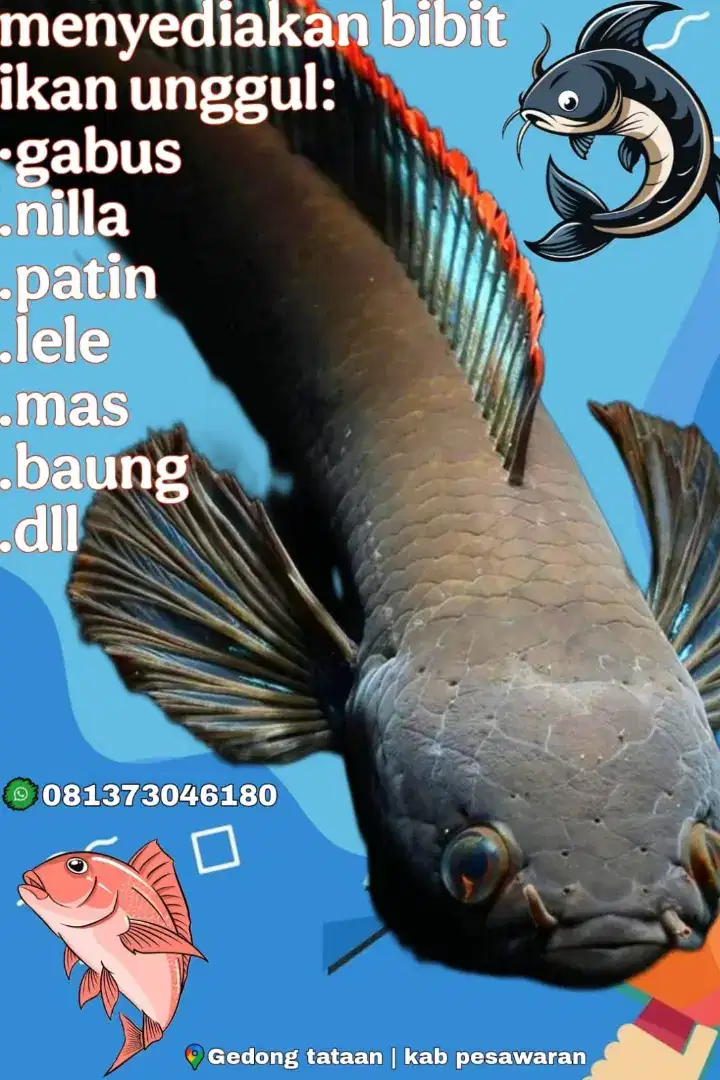 Bibit ikan unggul budidaya