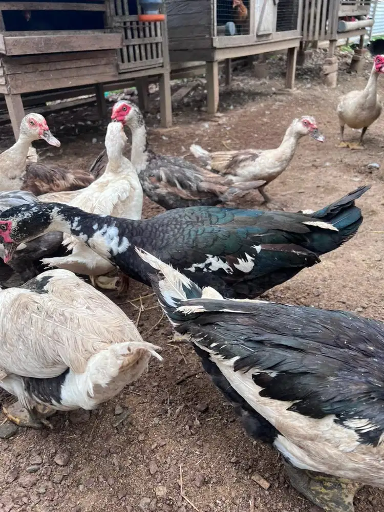 Itek lati (bebek serati)