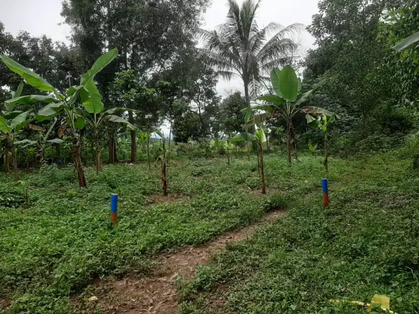 DIJUAL TANAH DI KAMPUNG JALUPANG, TIGARAKSA KAB. TANGERANG