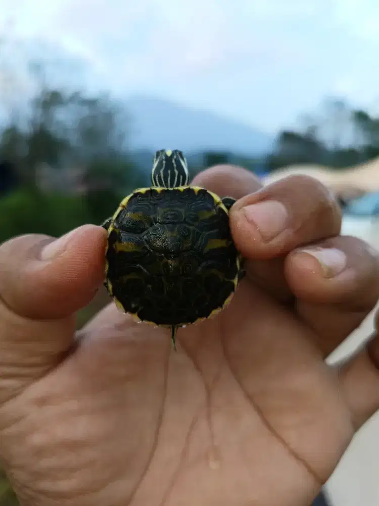 Kura air jenis RBN red Belly nelsoni