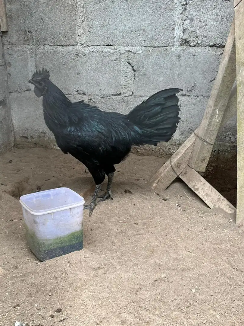 Ayam hias cemani jago