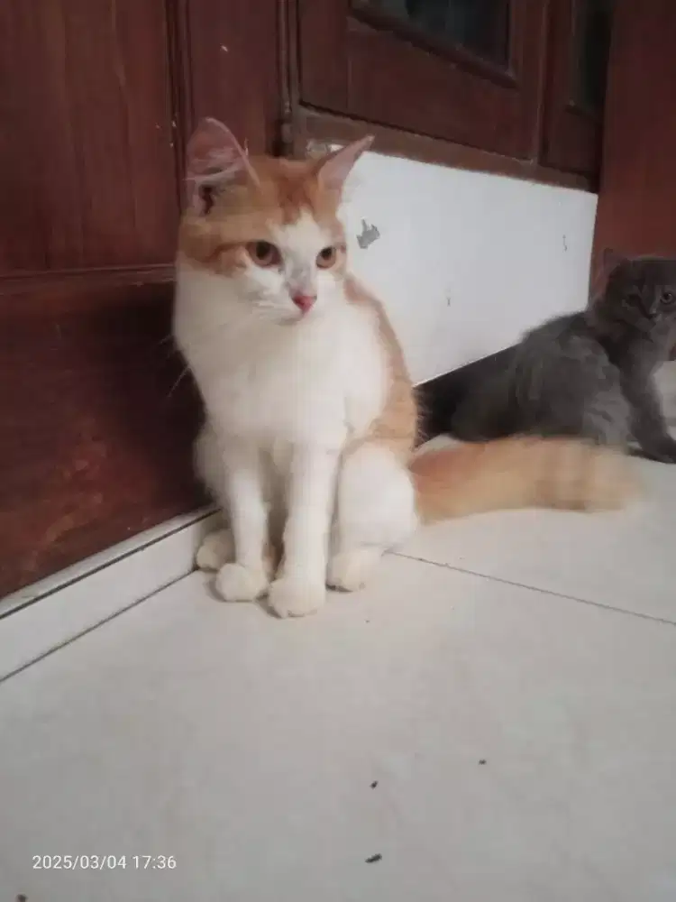 Kucing Persia Jantan umur 5bln Sehat Lucu lincah penurut