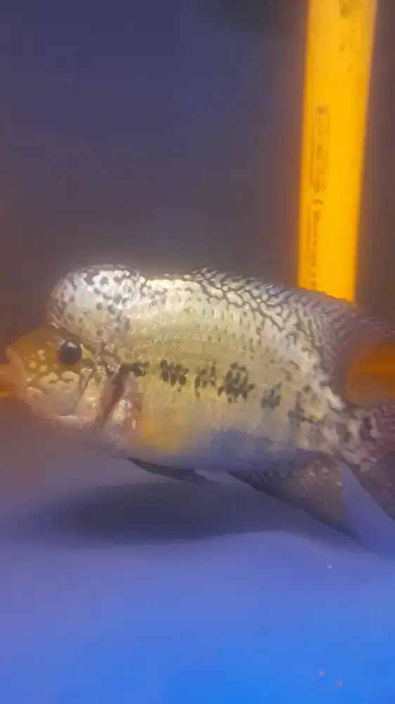 Ikan louhan kamfa f2