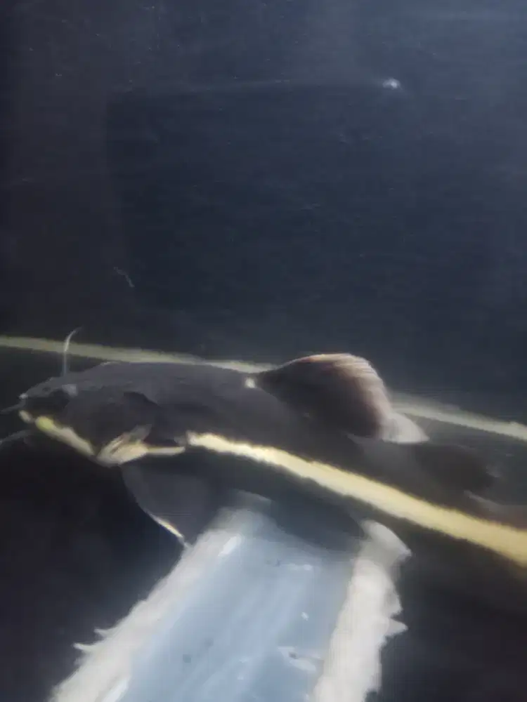 Di jual ikan cat fish