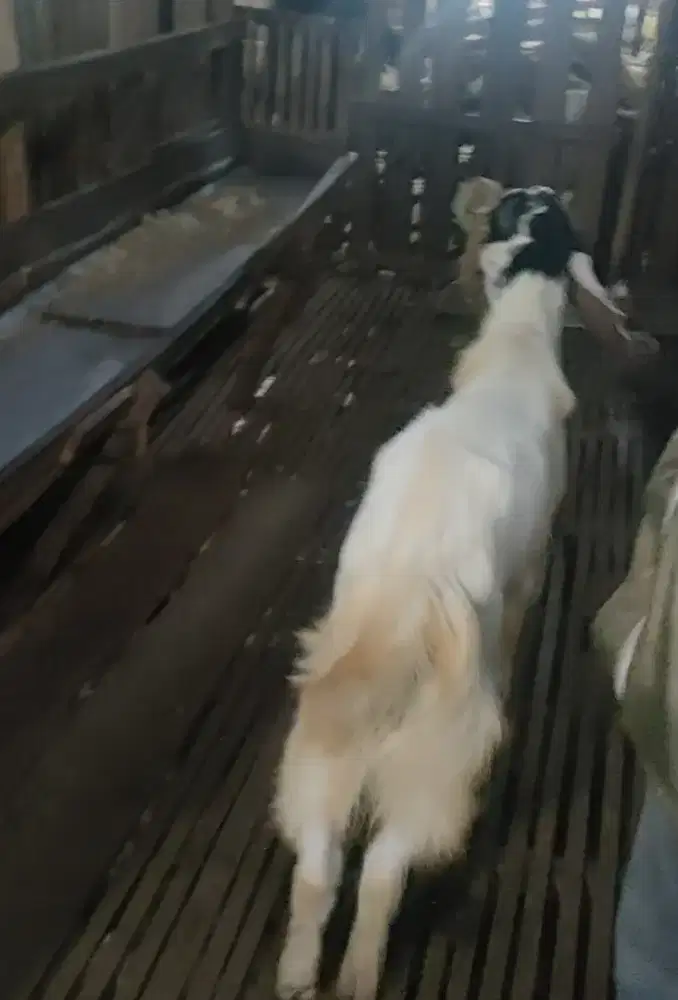 Jual Berbagai macam Jenis kambing dan domba Untuk Qurban
