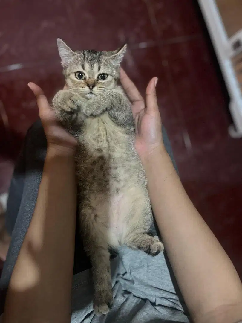 Open Adop Kitten BSH 3Bulan