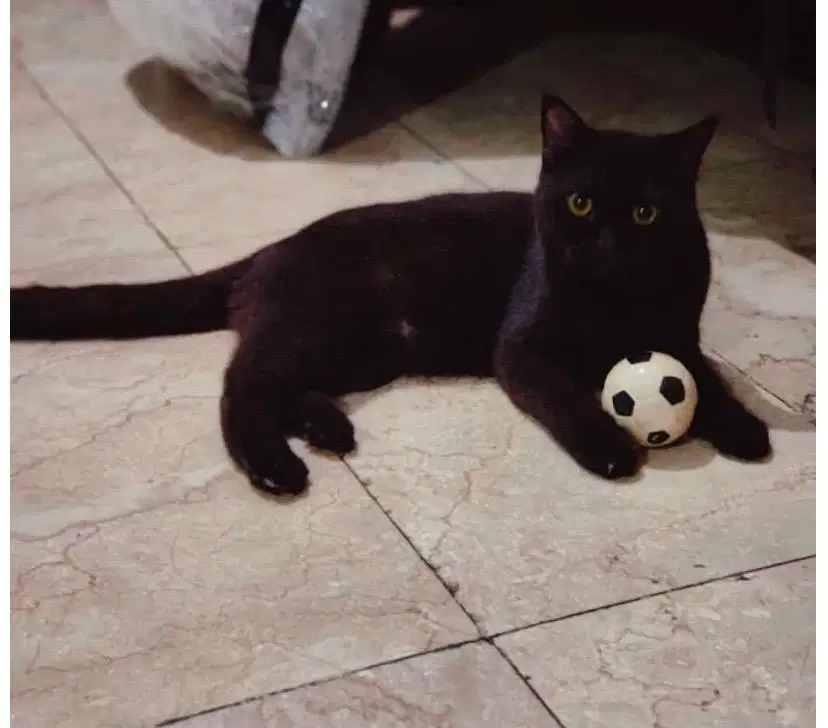 Open Adopt BSH Pure 8 Bulan