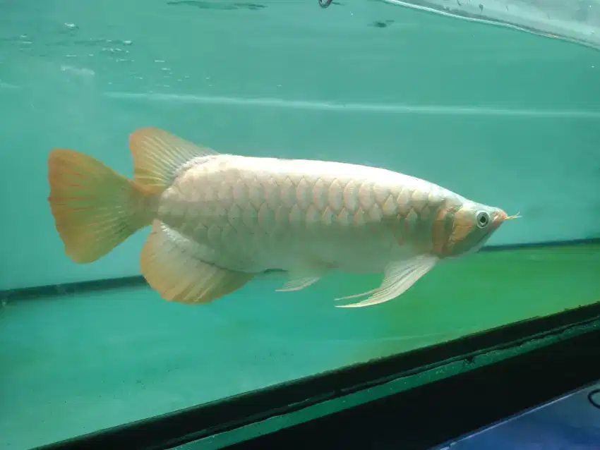 Arowana spek kontes  super red