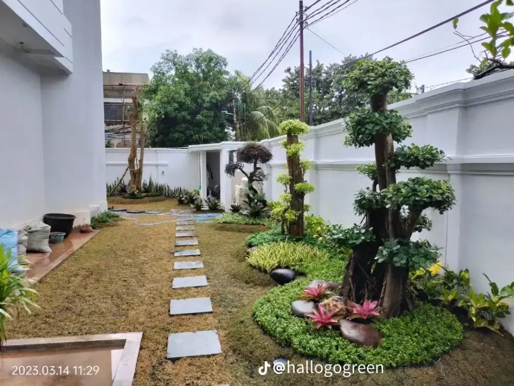 Taman rumput minimalis depan rumah di Bintaro