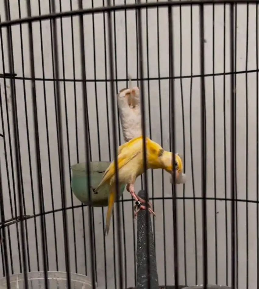 Kenari bbsf jantan