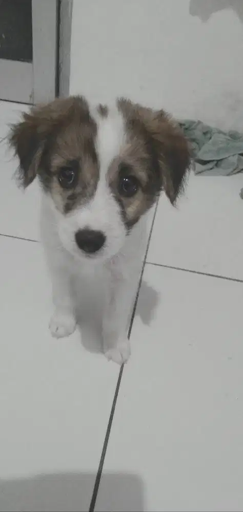 Anakan anjing russel