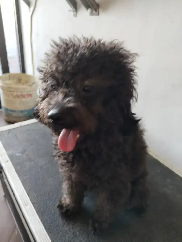 Anjing pudel sdh vaksin  umur 5 bulan