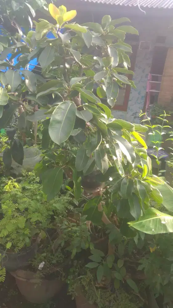 Pohon jamblang putih buah putih aga keunguan