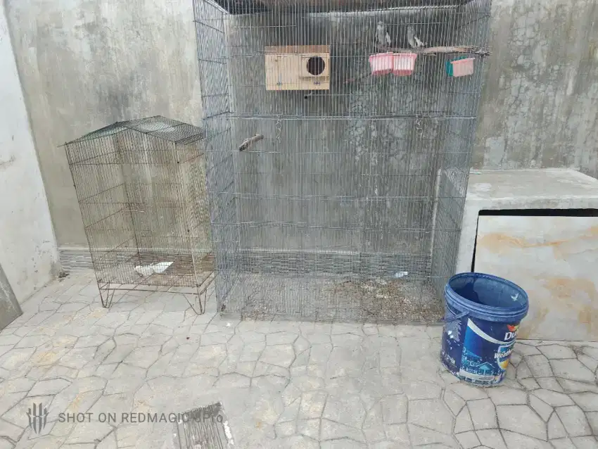 Kandang Burung Falk Sepasang