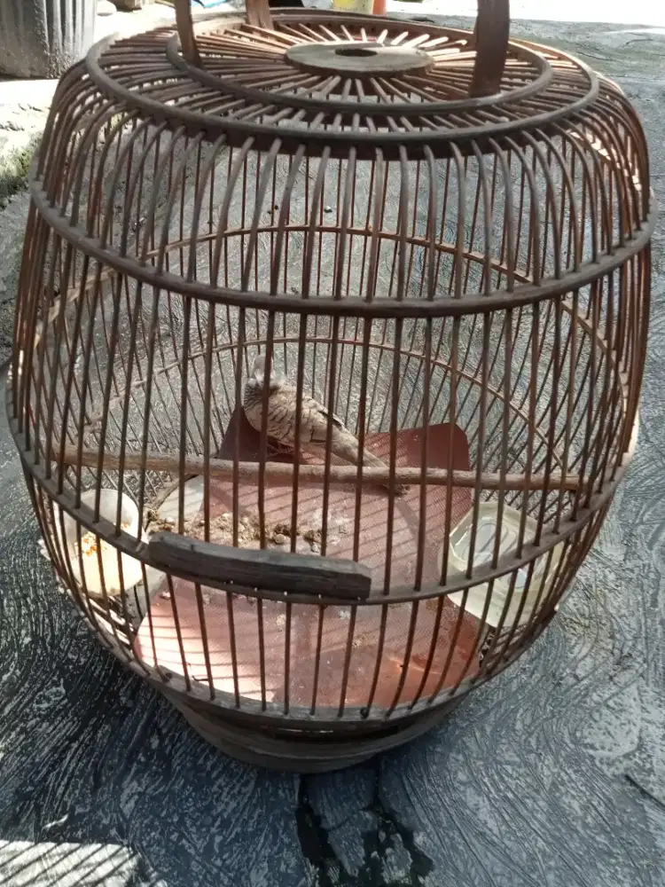 Perkutut silver songgo ratu