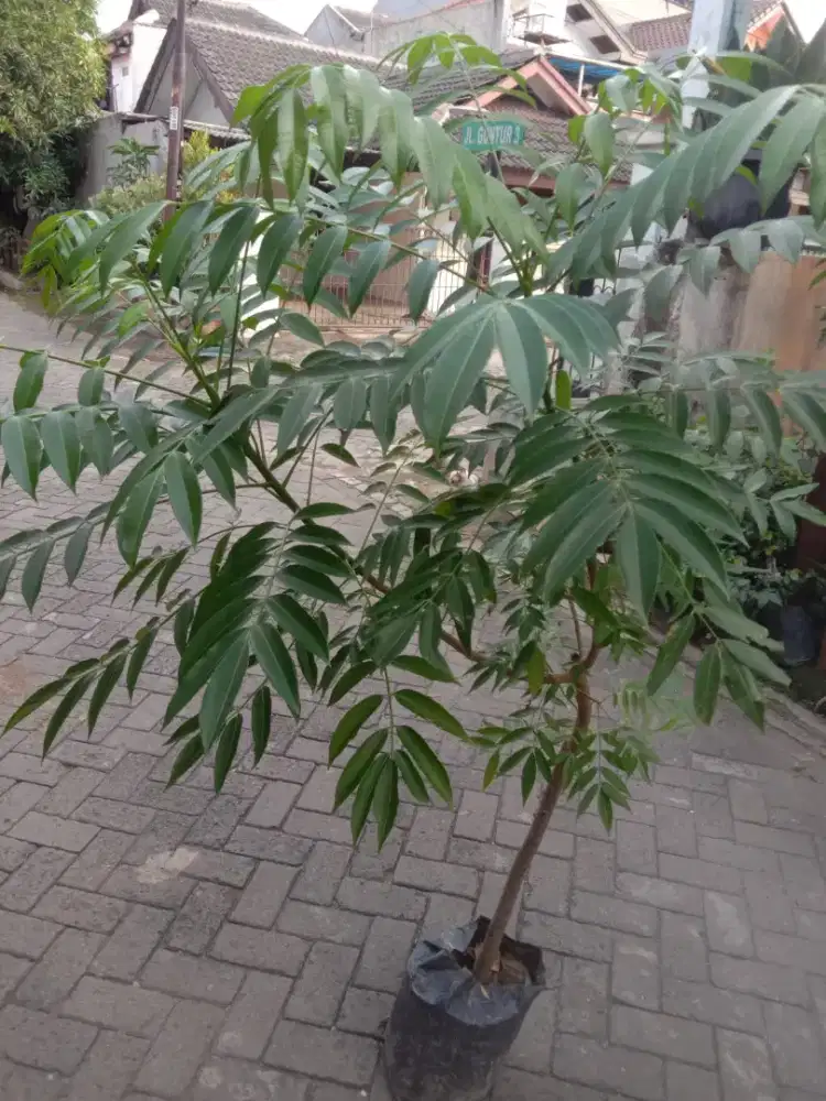 Bibit Pohon Kedondong Bangkok