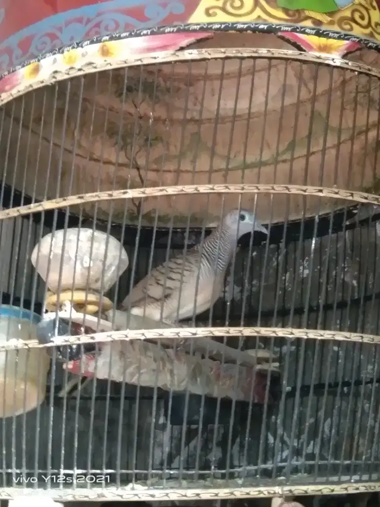 harap di baca perkutut lokal alam manggung ngunci