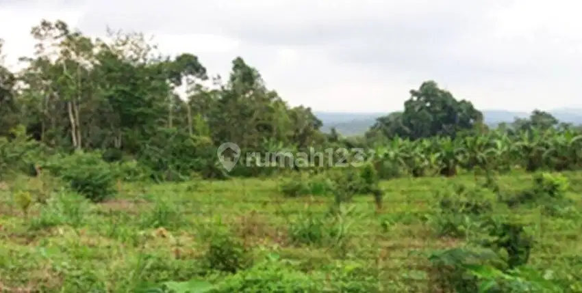 Tanah Murah Dekat Pelaga Farm, Pelaga Badung