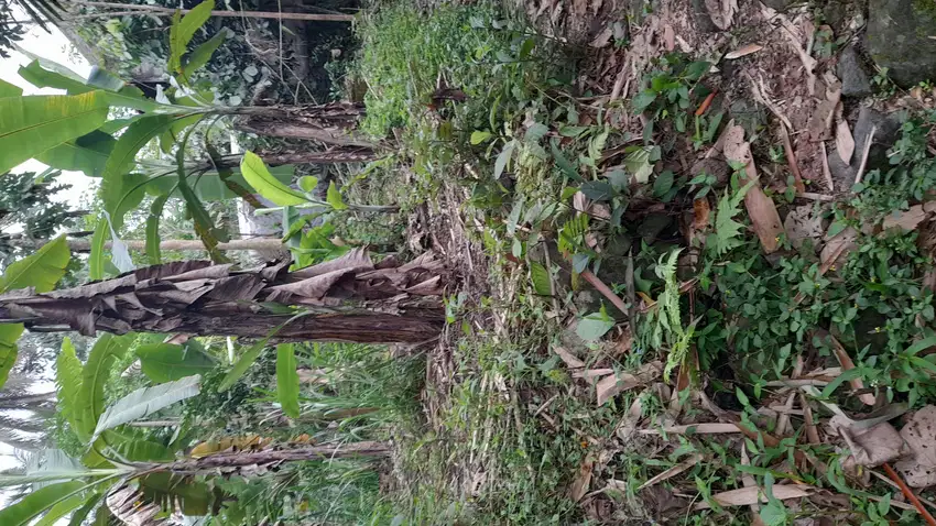 Tanah SHMP 2 Akses JLN di Pakem u/rumah tinggal ( NEGO )