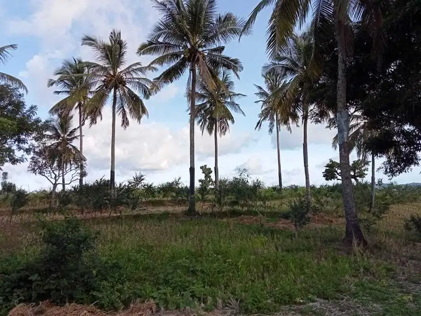 Dijual Tanah Luas di Lombok samping jalan - Cocok untuk villa dll