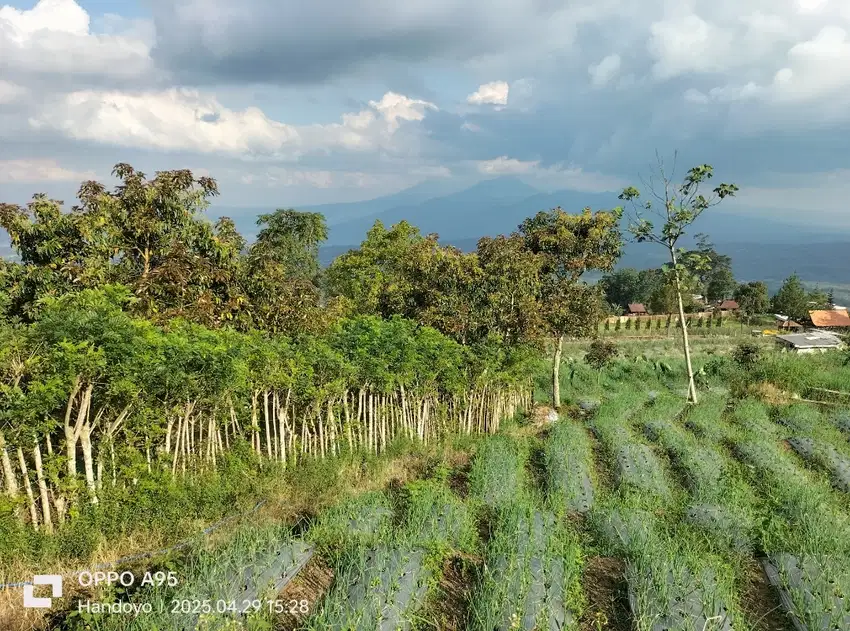 Kebun ALPUKAT di Bandungan Kab Semarang