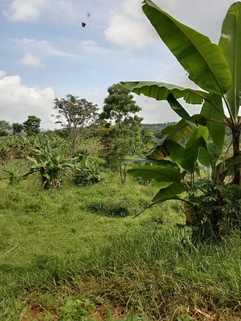 Dijual Murah Tanah Kebun di Jl Militer Darangdan Kabuapten Purwakarta