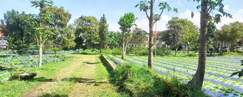 Land For Sale In Location Lembang, Bandung, Jawa Barat.