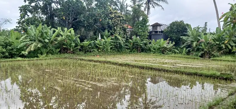 Disewakan tanah 40 are jl Ahmad Yani Utara Peguyangan Denpasar Bali