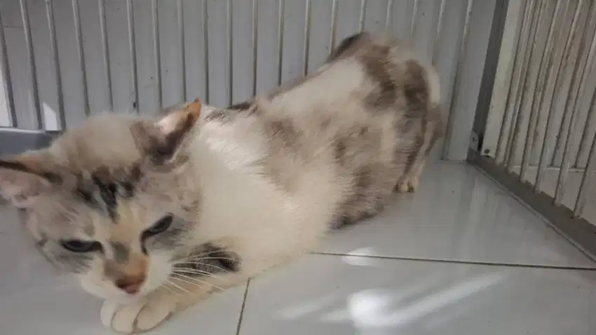 Siap Diadopsi – Chibby Kucing Betina Dewasa Tenang & Manja