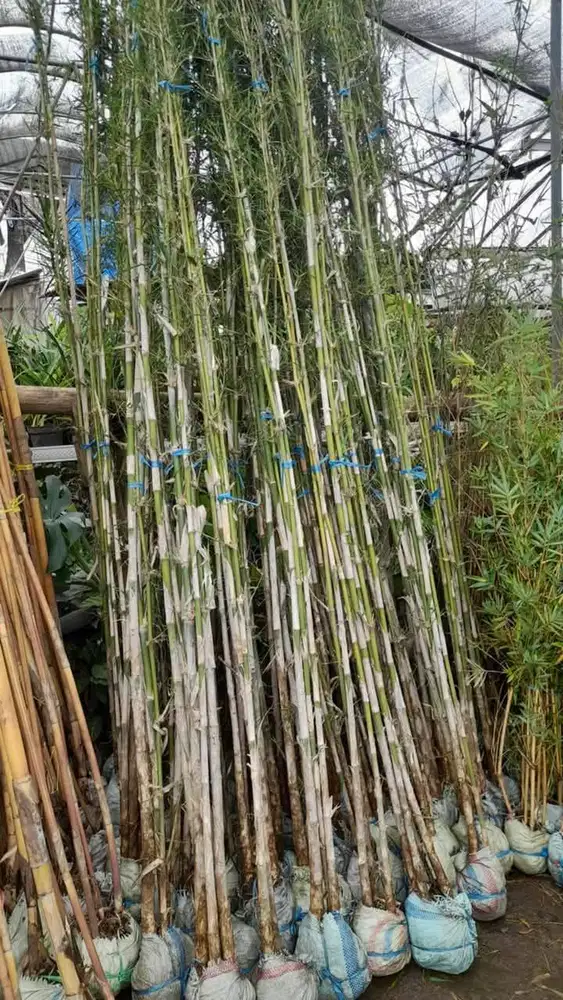 Bambu jakarta atau bambu jepang siap tanam