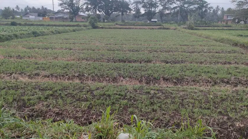 Dijual Murah Tanah Buton Wagir Malang BU