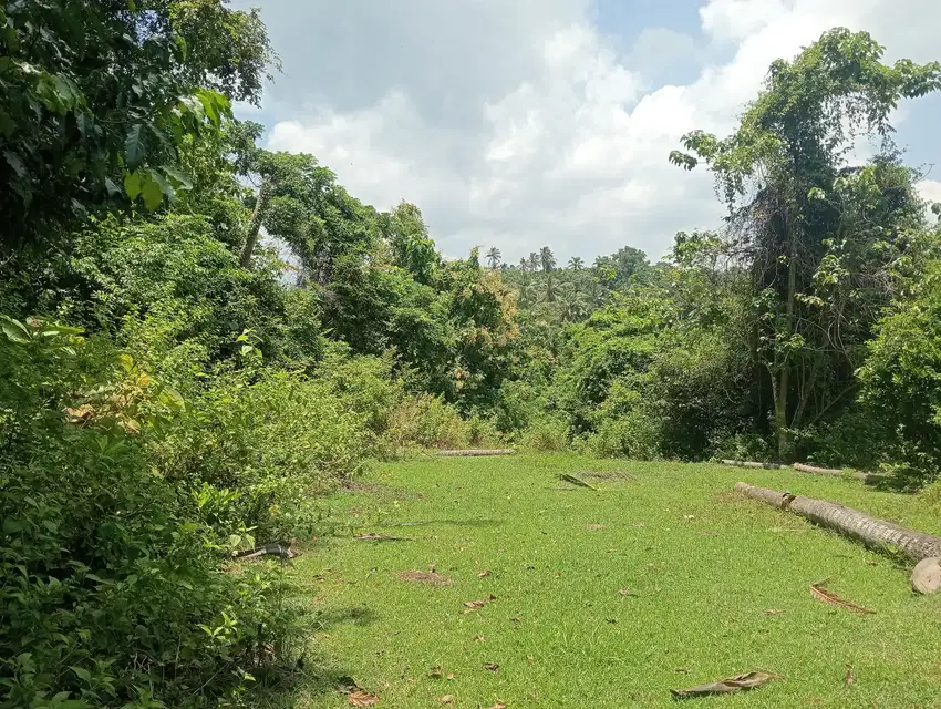Dijual tanah komersil kebun dkt jln utama di selemadeg barat tabanan