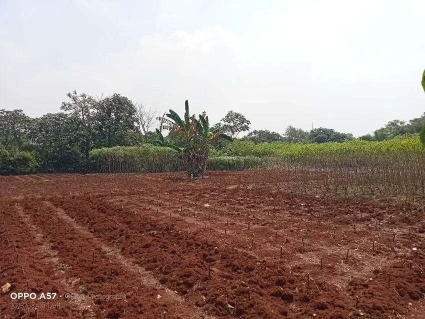Dijual Tanah di Tajurhalang, Bogor Cocok Utk Perumahan, Gudang, dll