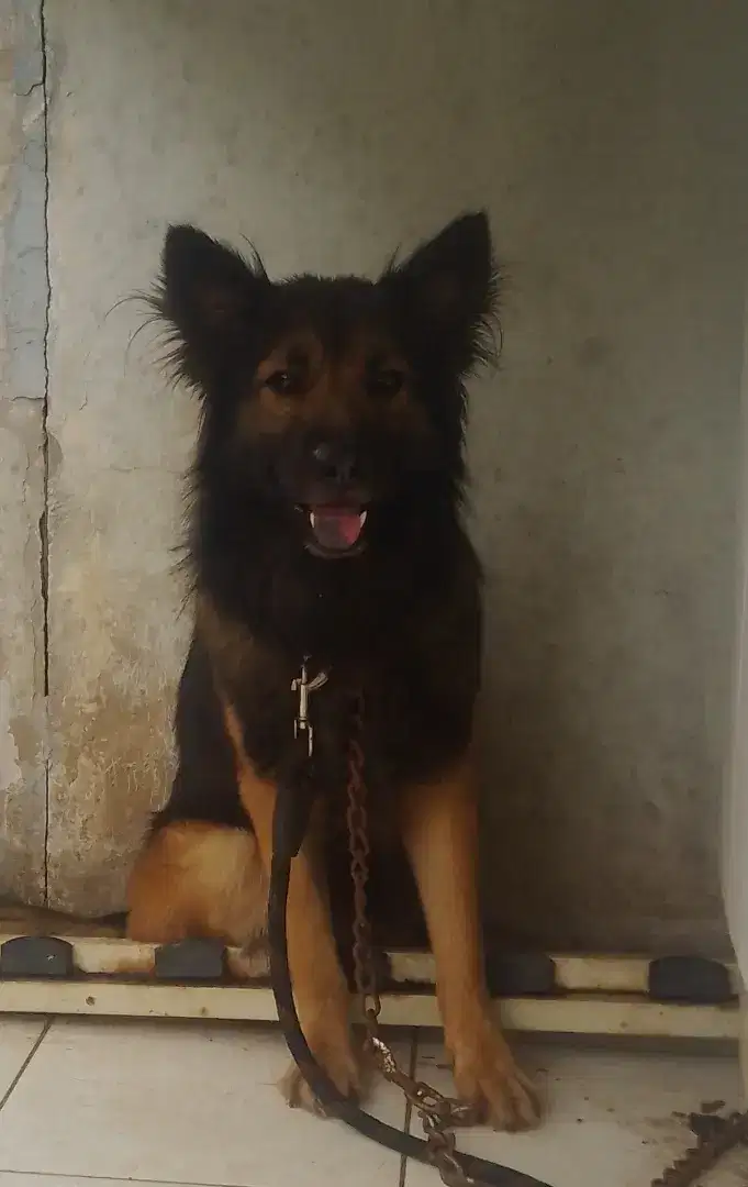 Australian sheeperd ksongan full obedience jta