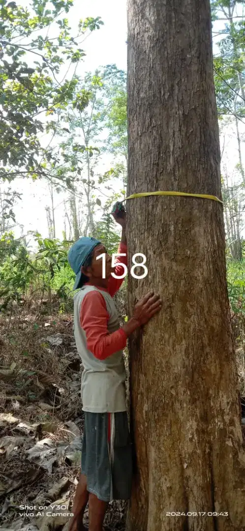 Jual Pohon Jati