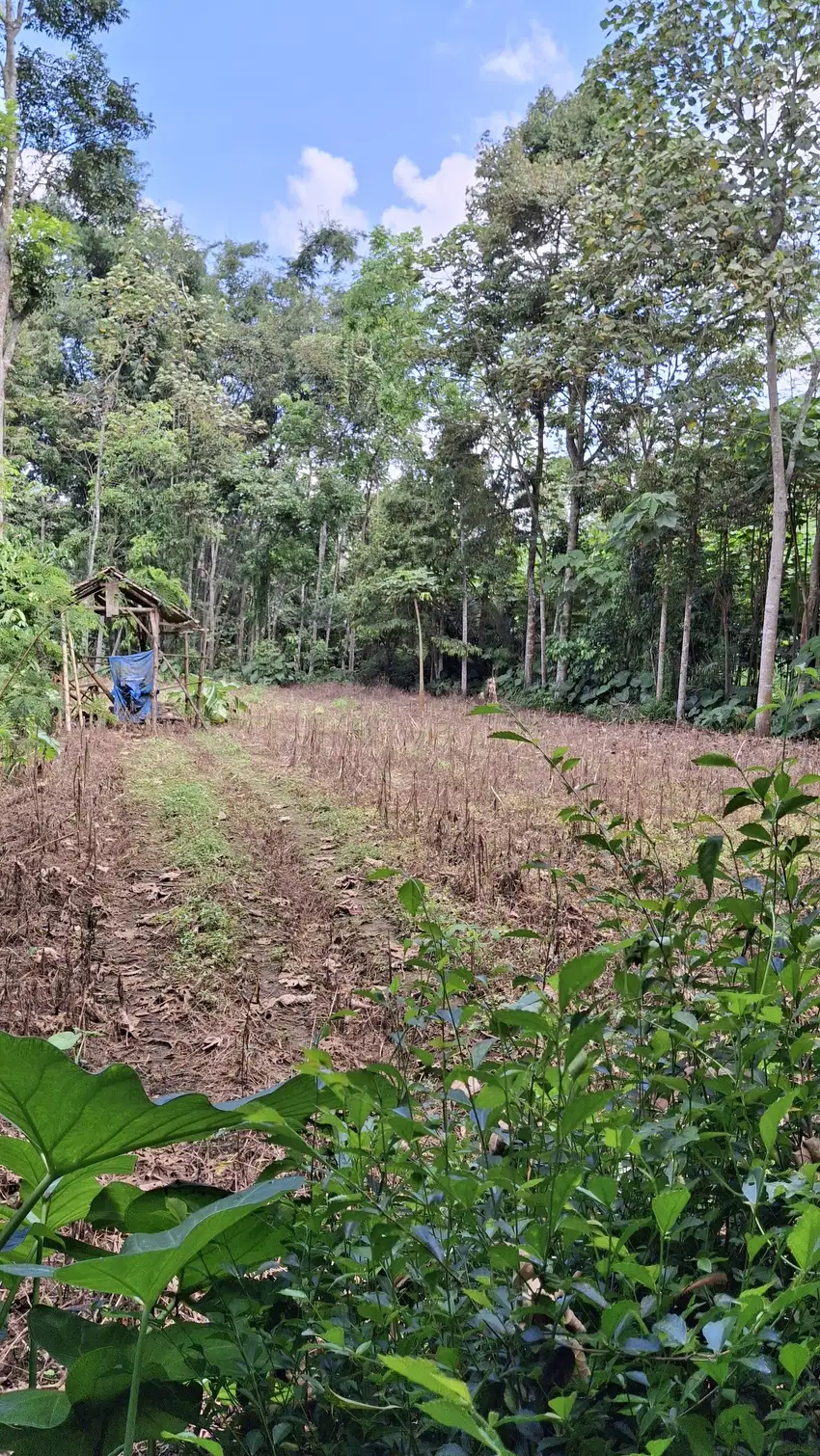 Tanah Kebun Murah Dan Produktif Dekat Kota Malang