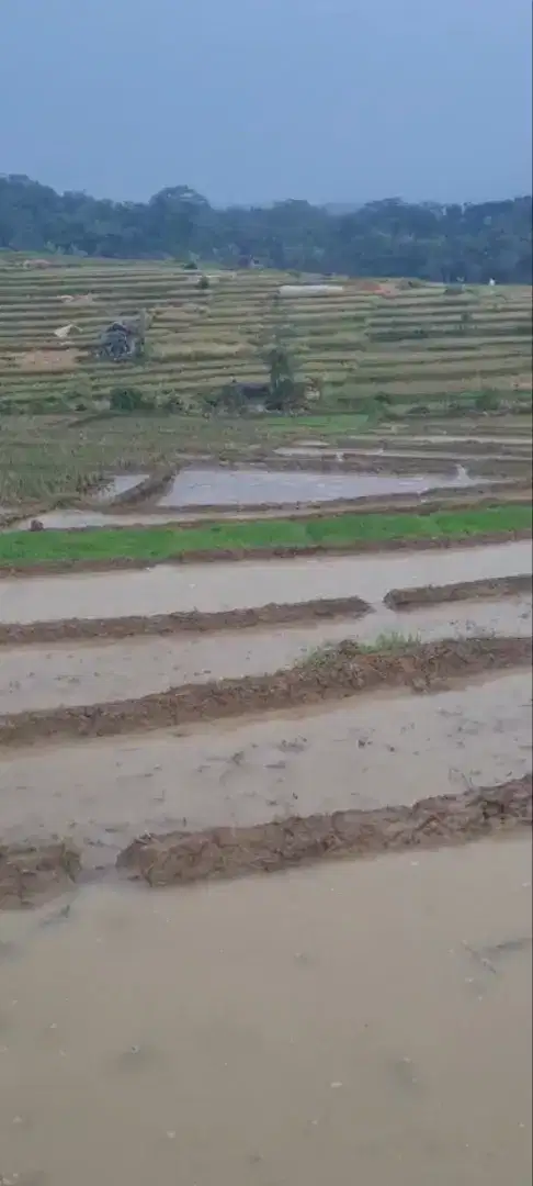 Jual tanah persawahan
